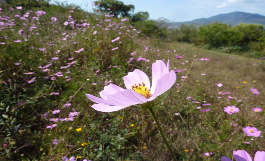 LAS TROJES VÍA LA CHUPINAYAfsendero_38_133.jpg